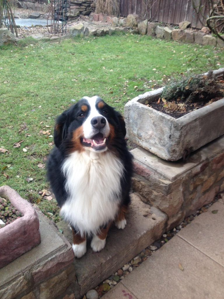 Ingo vom Tratzberg; Berner Sennenhund